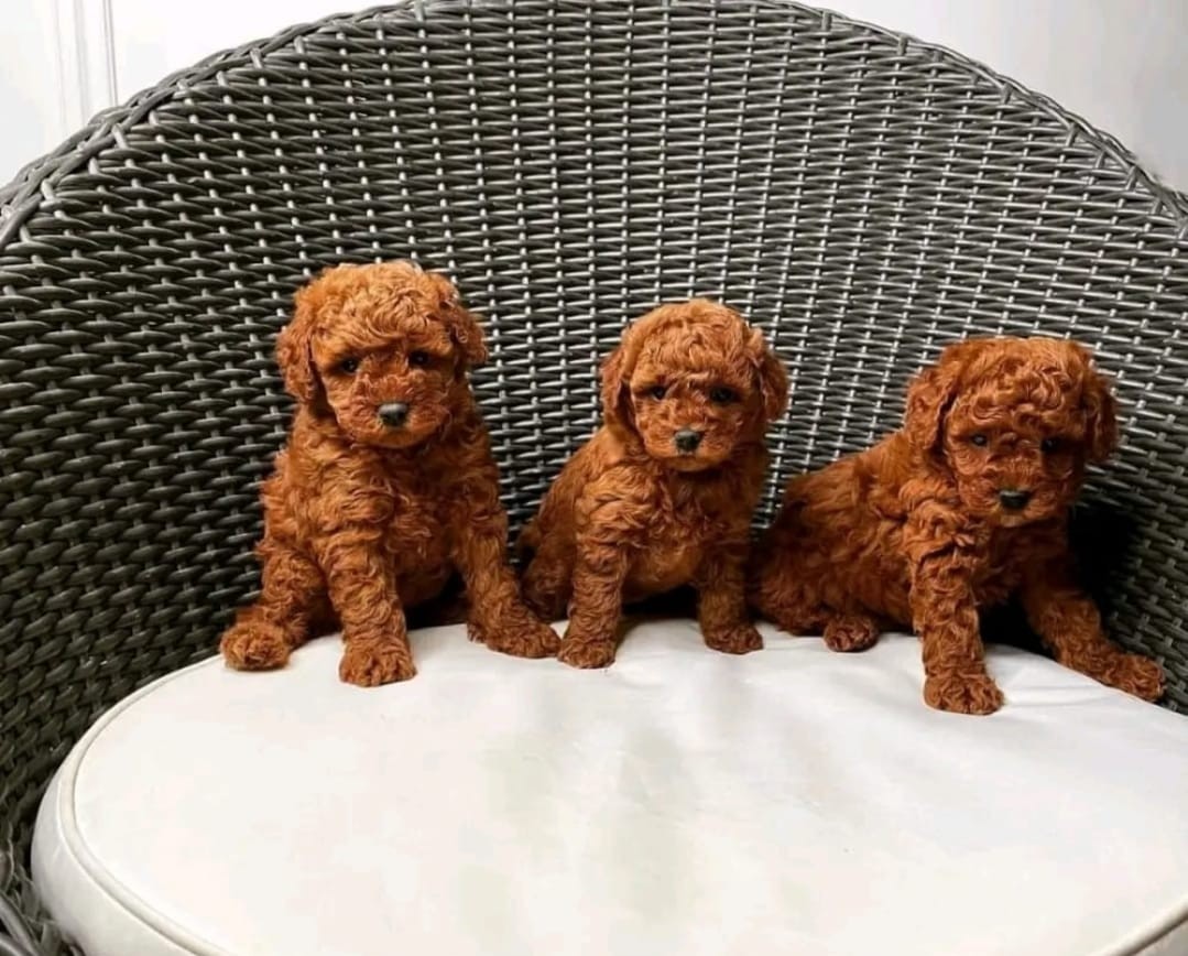 Toy Poodle puppies   WhatsappViber 48785742139